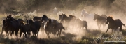 Quarter Horse mares and foals run in dust, San Cristobal Ranch, NM