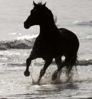 Summerland Beach, Ojai, CA, horse, Azteca stallion, Andalusian and Quarter Horse cross, trorts in ocean as a silhouette