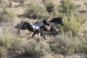 wild horses, mustangs in Little Bookcliffs, Colorado - pinto colt and black mare run