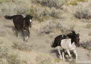 wild horses, mustangs in Little Bookcliffs, Colorado - pinto stallion and bay mare run