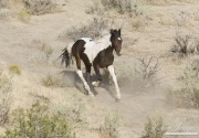 wild horses, mustangs in Little Bookcliffs, Colorado - pinto colt runs