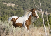 wild horses, mustangs in Little Bookcliffs, Colorado - pinto bachelor stallion