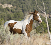 wild horses, mustangs in Little Bookcliffs, Colorado - pinto bachelor stallion