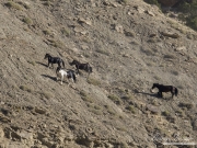 wild horses, mustangs in Little Bookcliffs, Colorado - three black mares, pinto stallion  run up steep rocky hillside