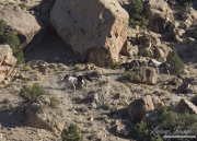 wild horses, mustangs in Little Bookcliffs, Colorado - black mare, pinto stallion and pinto colt run over rocks