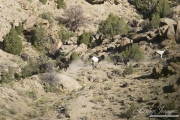 wild horses, mustangs in Little Bookcliffs, Colorado - three black mares, pinto stallion and pinto colt run over rocks