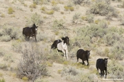 wild horses, mustangs in Little Bookcliffs, Colorado - three black mares and pinto stallion run