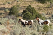 wild horses, mustangs in Little Bookcliffs, Colorado - two pinto mares look