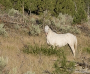 wild horses, mustangs in Little Bookcliffs, Colorado - cremello mare looks