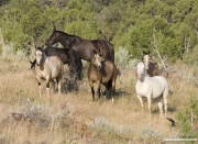 wild horses, mustangs in Little Bookcliffs, Colorado - mares in band grazing and looking