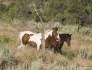 wild horses, mustangs in Little Bookcliffs, Colorado - bay stallion and pinto stallion