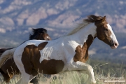 wild horses, mustangs in Little Bookcliffs, Colorado - pinto stallion persued by bay stallion