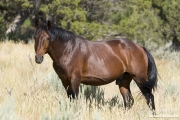 wild horses, mustangs in Little Bookcliffs, Colorado - bay stallion
