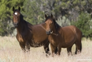 wild horses, mustangs in Little Bookcliffs, Colorado - bay mare and foal