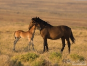 Wild Horses, McCullough Peaks Herd Area, Cody, WY, foal and yearling do mutual grooming at sunset
