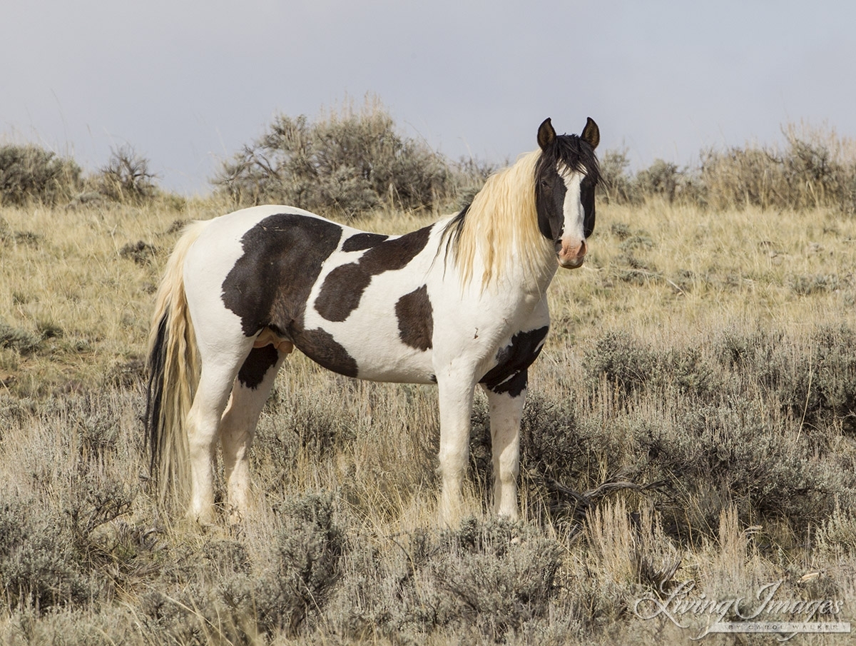 A wild horse in the McCullough Peaks Herd Area
