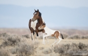 wild horse in the McCullough Peaks Herd Area in Wyoming