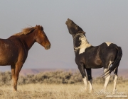 wild horses in the McCullough peaks, Wyoming Herd Area