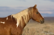 A wild horse in the McCullough Peaks Herd Area