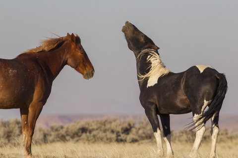 wild horses in the McCullough peaks, Wyoming Herd Area