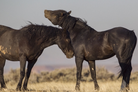 wild horses in the McCullough peaks, Wyoming Herd Area
