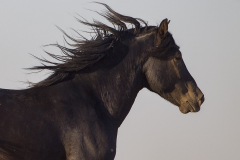 wild horses in the McCullough peaks, Wyoming Herd Area