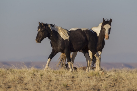 wild horses in the McCullough peaks, Wyoming Herd Area