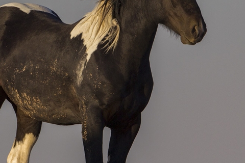 wild horses in the McCullough peaks Herd Area in Wyoming