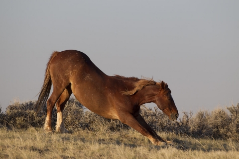 wild horses in the McCullough peaks Herd Area in Wyoming