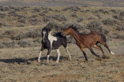 A wild horse in the McCullough Peaks Herd Area, young stallions play