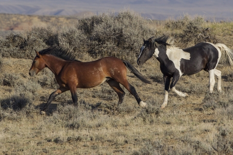 A wild horse in the McCullough Peaks Herd Area, young stallions play