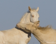 wild horse, mustang in McCullough Peaks, WY - two cremello colts play