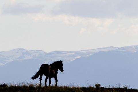 Wild Horses 2012