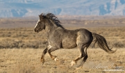 Wild Horses 2012