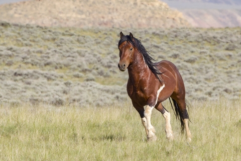 Wild Horses 2012