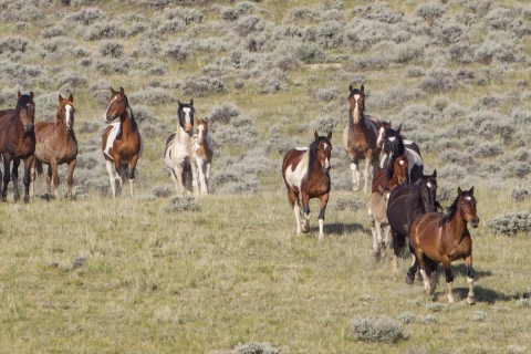 Wild Horses 2012