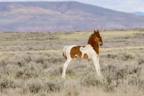 Wild Horses 2012