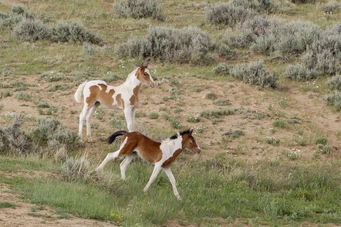 Wild Horses 2012