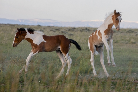 Wild Horses 2012