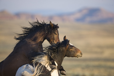 Wild Horses 2012