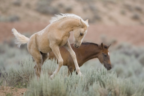 Wild Horses 2012