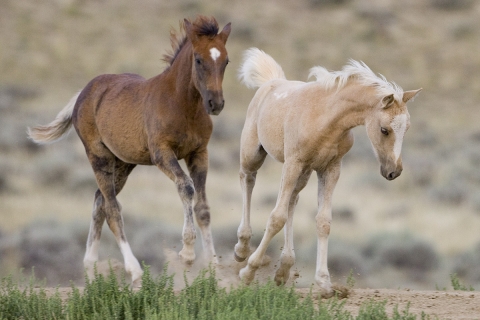 Wild Horses 2012