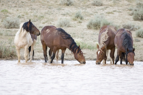 Wild Horses 2012
