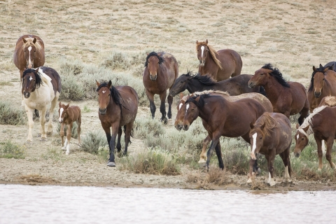 Wild Horses 2012
