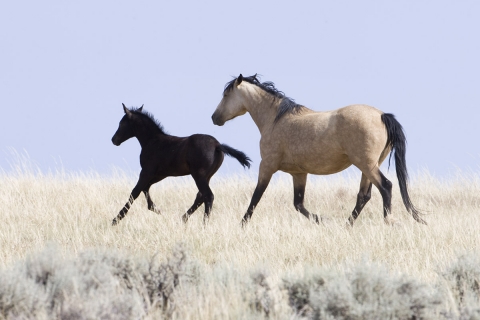 Wild Horses 2012