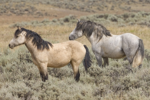Wild Horses 2012