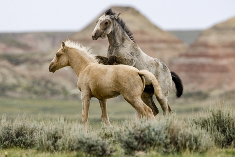 Wild Horses 2012
