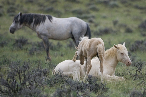 Wild Horses 2012