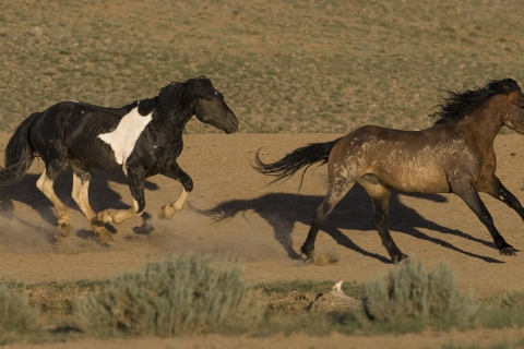 Wild Horses 2012