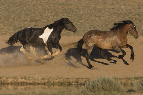 Wild Horses 2012